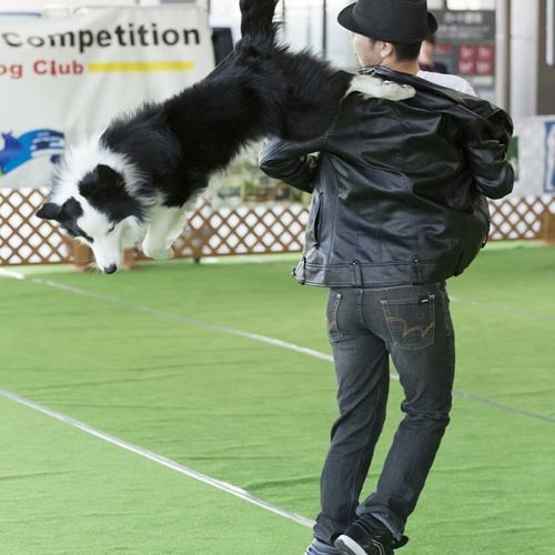 ドッグダンス始めませんか ウィジードッグクラブ 雪が谷大塚のその他の生徒募集 教室 スクールの広告掲示板 ジモティー ドッグダンス始めませんか ウィジードッグクラブ 雪が谷大塚のその他の生徒募集 教室 スクールの広告掲示板 ジモティー