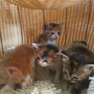 子猫４匹産まれました！