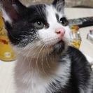 生後２ヶ月のオス子猫引き取って下さい - 甲斐市