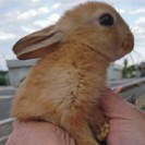 ミニウサギ（おうちが決まりました） − 兵庫県