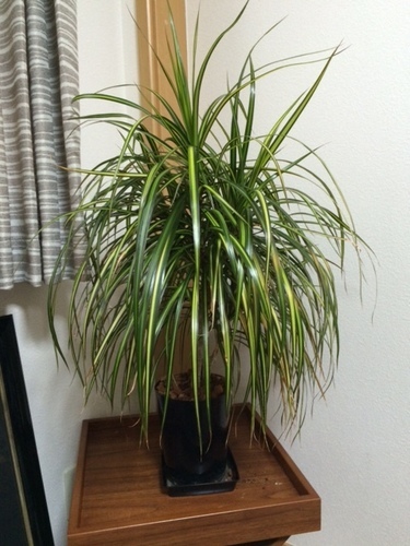 観葉植物　インテリアグリーン