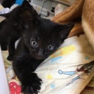 生後2ヶ月の黒猫ちゃん☆の画像