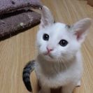 生後２ヶ月のオス子猫引き取って下さい - 猫