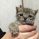 キジトラ子猫ちゃん 三重県限定