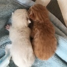 生まれてすぐの子猫3匹です！ − 福岡県
