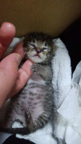 生後1週間位の子猫 ハロー 桐生の猫の里親募集 ジモティー