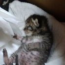 生後1週間位の子猫 − 群馬県