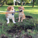 里親さんが決まりました。 - 犬