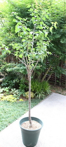 鉢植え庭木ライラックの苗 アイビー 横浜のその他の中古あげます 譲ります ジモティーで不用品の処分