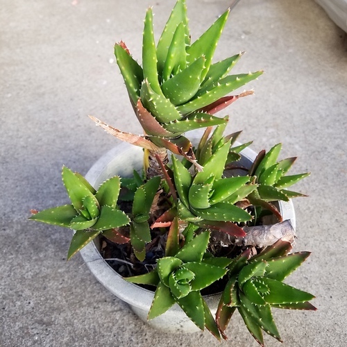 アロエ 不夜城 多肉植物 鉢植え Nmtr15 西荻窪のその他の中古あげます 譲ります ジモティーで不用品の処分