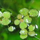 水草 水質浄化 メダカの産卵 ドワーフアマゾンフロッグピット
