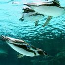 イルカやアシカのショーも楽しめる！しながわ水族館＆公園ウォーキング 　(6/23)  の画像