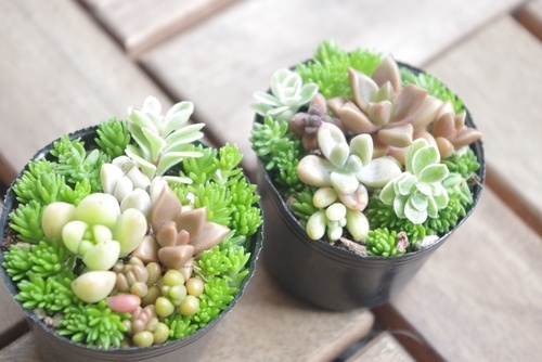 多肉植物寄せ植えセダム あい 横浜のその他の中古あげます 譲ります ジモティーで不用品の処分