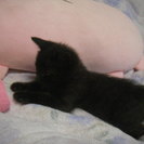 生後一ヶ月の可愛い黒猫の赤ちゃんオス猫です。 - 会津若松市