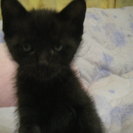 生後一ヶ月の可愛い黒猫の赤ちゃんオス猫です。 - 里親募集