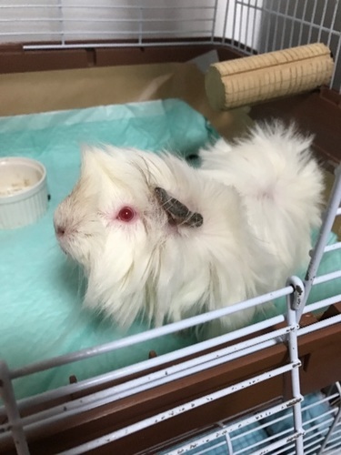 モルモット アビシニアン 白 雄 茶 雌 2匹 マイスレ 守口のその他の里親募集 ジモティー