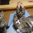 ３匹の子猫の里親募集