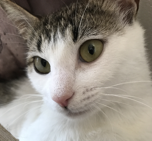 トライアル決まりました 小柄なとびキジ猫の女の子 なでなで大好き 三毛猫七味 新座の猫の里親募集 ジモティー