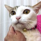 7月16日(日) 猫の譲渡会 名古屋市西区 ふれあい館 主催：みなと猫の会 − 愛知県