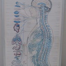 解剖学のポスターをお譲りします