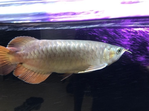 魚 アロワナ