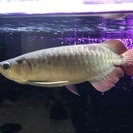 魚 アロワナ