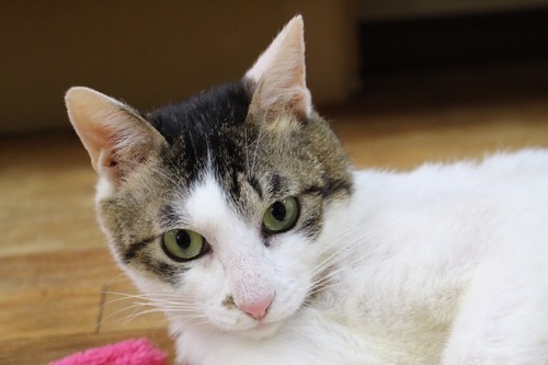 虐待をこえて 元気いっぱいのキジシロ男の子 くろまる 久里浜の猫の里親募集 ジモティー