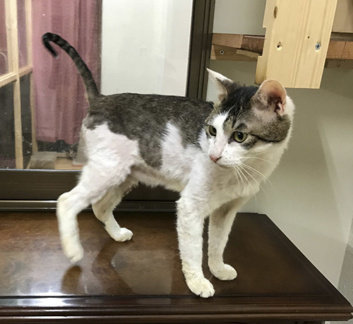 虐待をこえて 元気いっぱいのキジシロ男の子 くろまる 久里浜の猫の里親募集 ジモティー