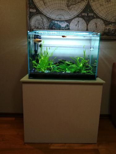 熱帯魚 60㌢水槽セット 一式、熱帯魚生体含
