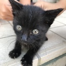 黒猫の子猫です　おとなしい子です