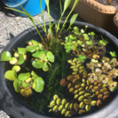 水生植物 水草 浮き草  メダカにどうですか？