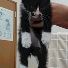 ２か月の黒白子猫の里親さん募集 − 大分県