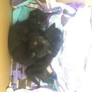 黒い子猫3匹の里親を探しています。の画像