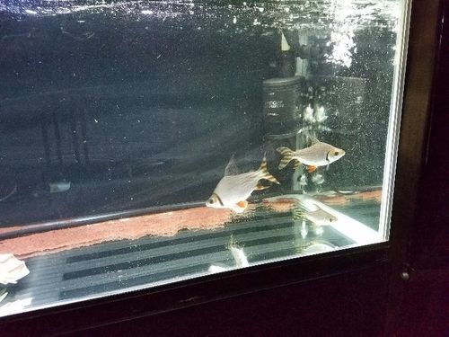 プラチナアリゲーターガーその他 値下げ致しました。