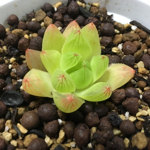 多肉植物