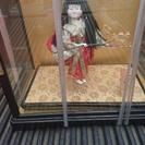 ●日本人形 紐つけてるので持ち運び楽❗●