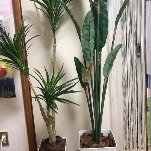 培養加工擬似観葉