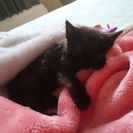 生後1ヵ月半、とても甘えんぼうの黒猫です。