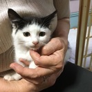 かわいい白と黒模様の子猫ちゃんです − 奈良県