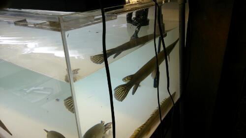 最終値下げフルセット！！1200×600×450 大型オーバーフロー水槽 アロワナ ポリプ ガー 古代魚に！