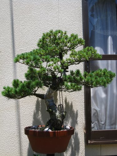 大きな五葉松・盆栽