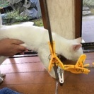 迷い猫 − 新潟県