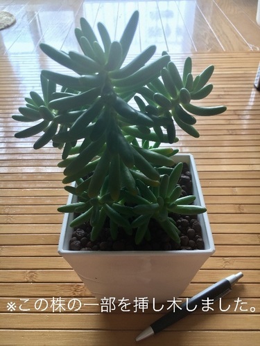 多肉植物 セダム 八千代 いつか 千葉のその他の中古あげます 譲ります ジモティーで不用品の処分