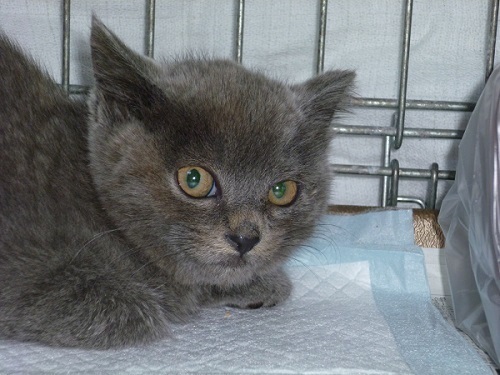 ぬいぐるみのように愛らしいロシアンブルーmix赤ちゃん猫 ｐａｆｆｙ 摂津富田の猫の里親募集 ジモティー