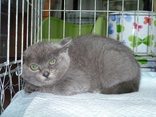 ぬいぐるみのように愛らしいロシアンブルーmix赤ちゃん猫 ｐａｆｆｙ 摂津富田の猫の里親募集 ジモティー