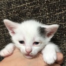 至急！子猫の里親募集！男の子2匹です。