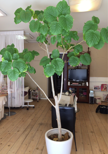 観葉植物 ウンベラータ