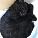 最後2ヶ月の黒猫 少し足が不自由ですが、元気です