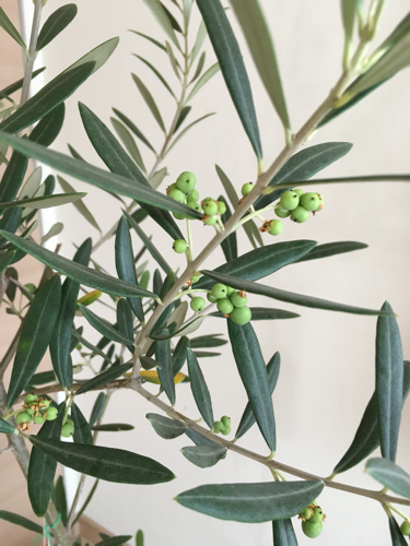 オリーブの木 実付きサウスオーストラリアベルダル エンジェルちゃん 河内松原のその他の中古あげます 譲ります ジモティーで不用品の処分