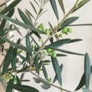 オリーブの木  実付きサウスオーストラリアベルダル